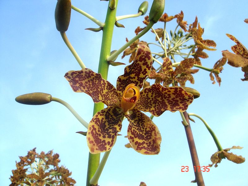 Giant Orchid